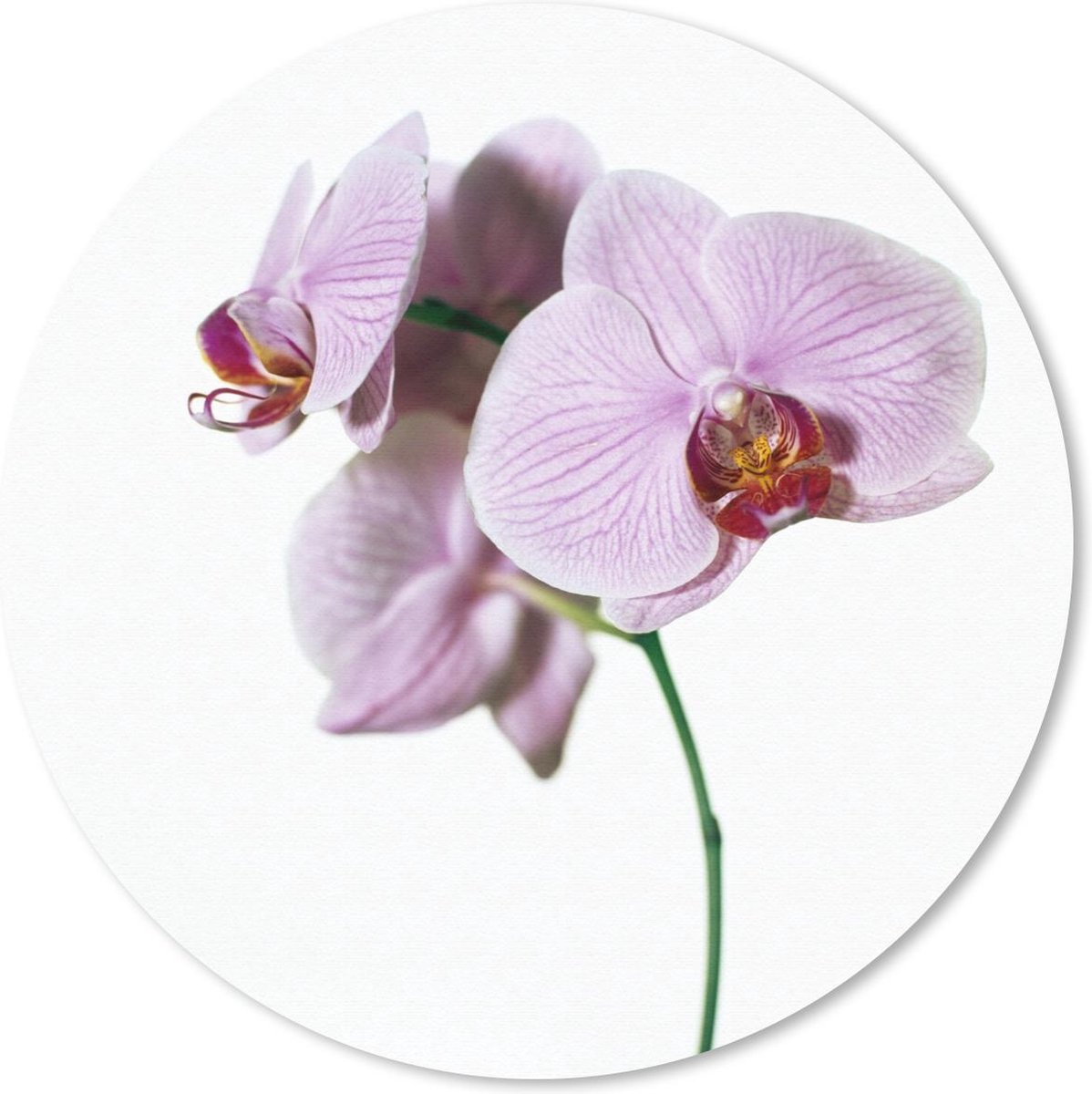 Muismat rond 40x40 cm - Mousepad Roze orchideebloem - Ronde muismatten