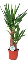 Kamerplant van Botanicly – Palmlelie – Hoogte: 80 cm – Yucca