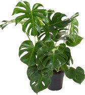 Kamerplant van Botanicly – Gatenplant – Hoogte: 70 cm – Monstera Deliciosa