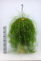 Cactus van Botanicly – Rhipsalis Cassutha in hangpot als set – Hoogte: 40 cm