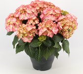 Bloem van Botanicly – Hortensia – Hoogte: 50 cm – Hydrangea macrophylla Adula