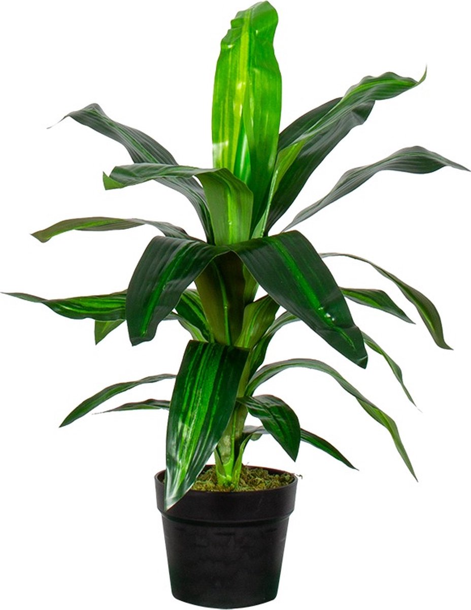HTT Decorations Kunstplant Dracaena Fragans H60cm - HTT Decorations kunstplanten Groen