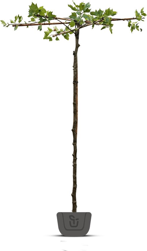 Dakplataan | Platanus hispanica | Stamomtrek: 12-14 cm