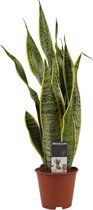 FloriaFor - Sansevieria Laurentii XL - - ↨ 55cm - ⌀ 14cm