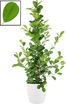 Mama's Planten - Ficus Microcarpa Moclame In ELHO Brussels Round (wit) - Vers Van De Kweker - ↨ 105cm - ⌀ 22cm