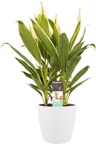 Hellogreen Kamerplant - Cordyline New Conga - 60 cm - Elho Brussels White