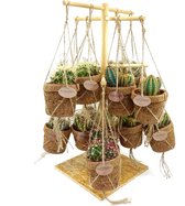 Cactus van Botanicly – Cactus mix in kokosvezel hangpot als set – Hoogte: 15 cm