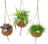 Kamerplanten van Botanicly – 3 × verschillende kleine kamerplanten in kokosvezel pot als set – Hoogte: 25 cm – Botanic mix S