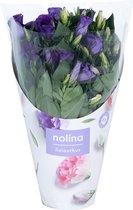 Bloem van Botanicly – Lisianthus – Hoogte: 30 cm – Eustoma russellianum Carmen