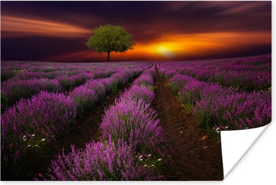 Beau champ de lavande un soir sombre avec coucher de soleil Poster 180x120 cm - Tirage photo sur Poster (décoration murale salon / chambre) XXL / Groot format!