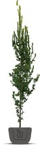 Goudiep | Ulmus hollandica Wredei | zuilboom | Stamomtrek: 12-14 cm | stamhoogte 100 cm
