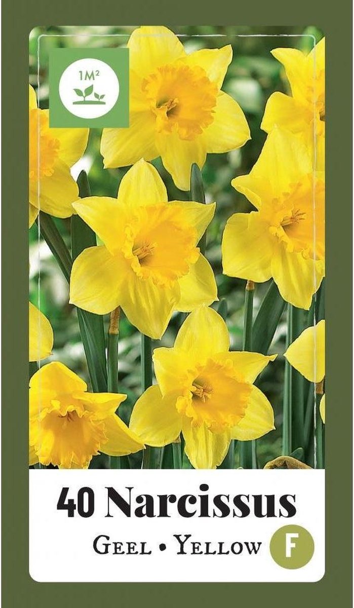 Jub Holland - bloembollen - Narcissen geel - maat 10/12 - 40 stuks - top kwaliteit