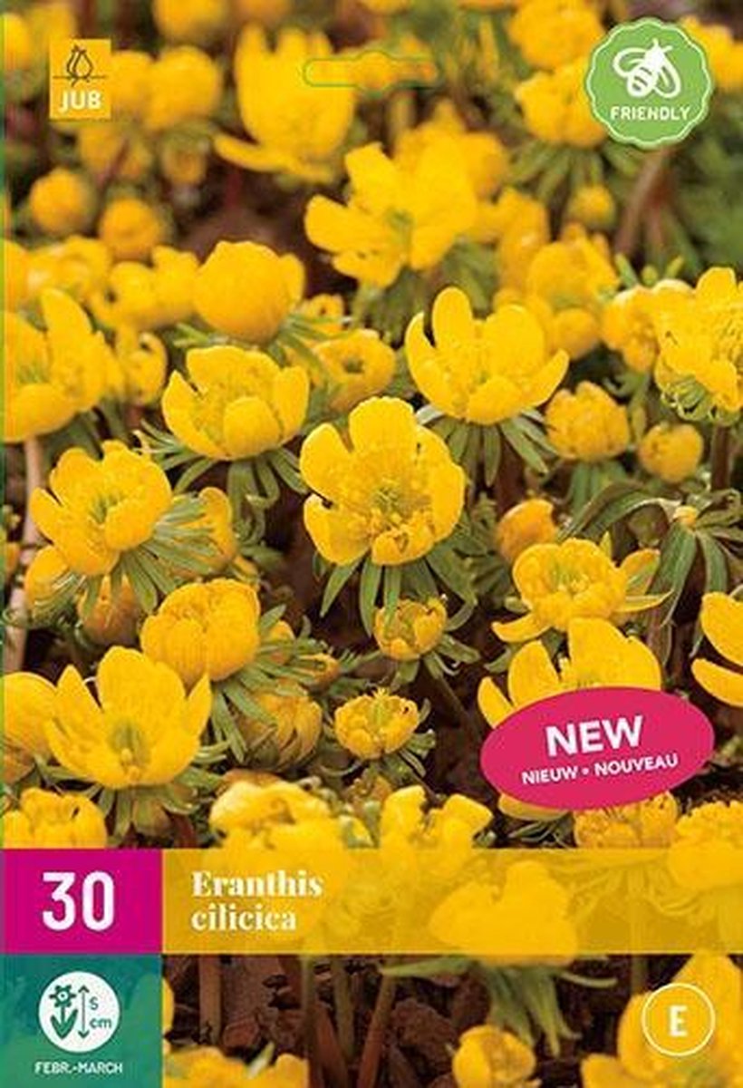 Jub Holland - bloembollen - Eranthis Cilicica - maat 4/5 - 30 stuks