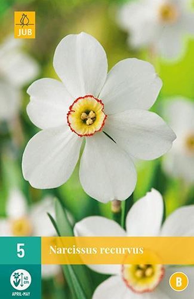 X 5 Narcissus Recurvus
