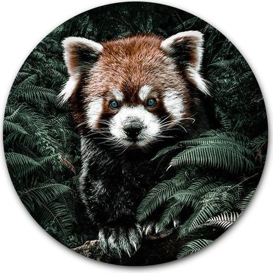 Tuincirkel Kleine Panda - WallCatcher | Tuinposter rond 80 cm | Buiten muurcirkel Red Panda