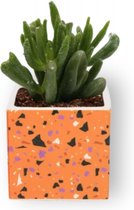 Kamerplant Crassula Horn Tree - Jadeplant - ± 12cm hoog - ⌀  7cm  - in oranje vierkante pot