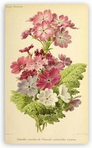 Antique Flowers Bloemen Print Poster Wall Art Kunst Canvas Printing Op Papier Living Decoratie 60X80cm Multi-color