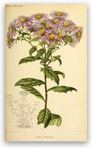 Antique Flowers Bloemen Print Poster Wall Art Kunst Canvas Printing Op Papier Living Decoratie 20X30cm Multi-color