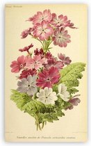 Antique Flowers Bloemen Print Poster Wall Art Kunst Canvas Printing Op Papier Living Decoratie 70X120cm Multi-color