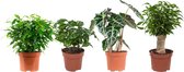 Cadeau voor vrouw - 4x supermooie kamerplanten -  Leuke en bijzondere kamerplanten - staan mooi in ieders huis - Ø 12 cm – Hoogte 25 cm (waarvan +/- 15 cm plant en 10 cm pot)