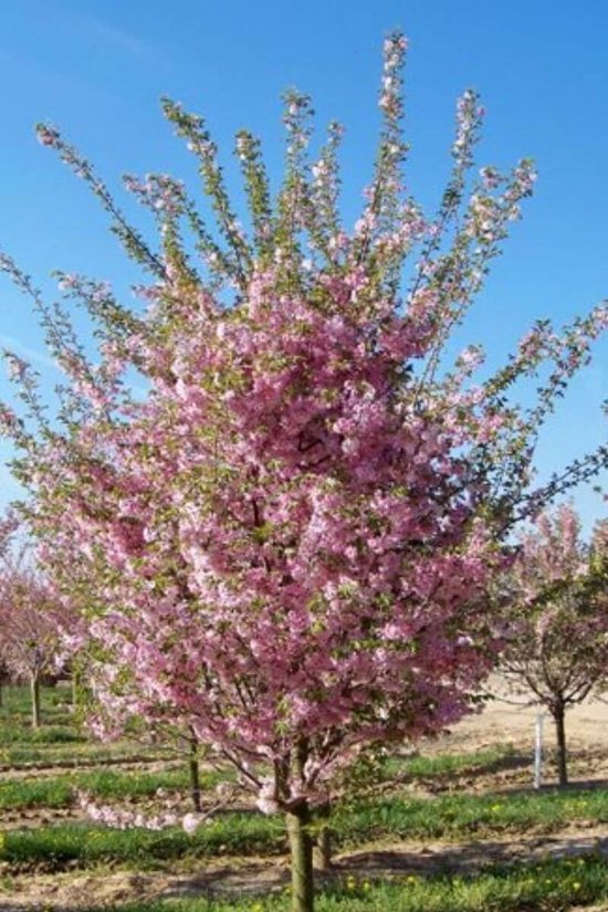 Jonge Winterbloeiende Sierkers | Prunus subhirtella 'Autumnalis'