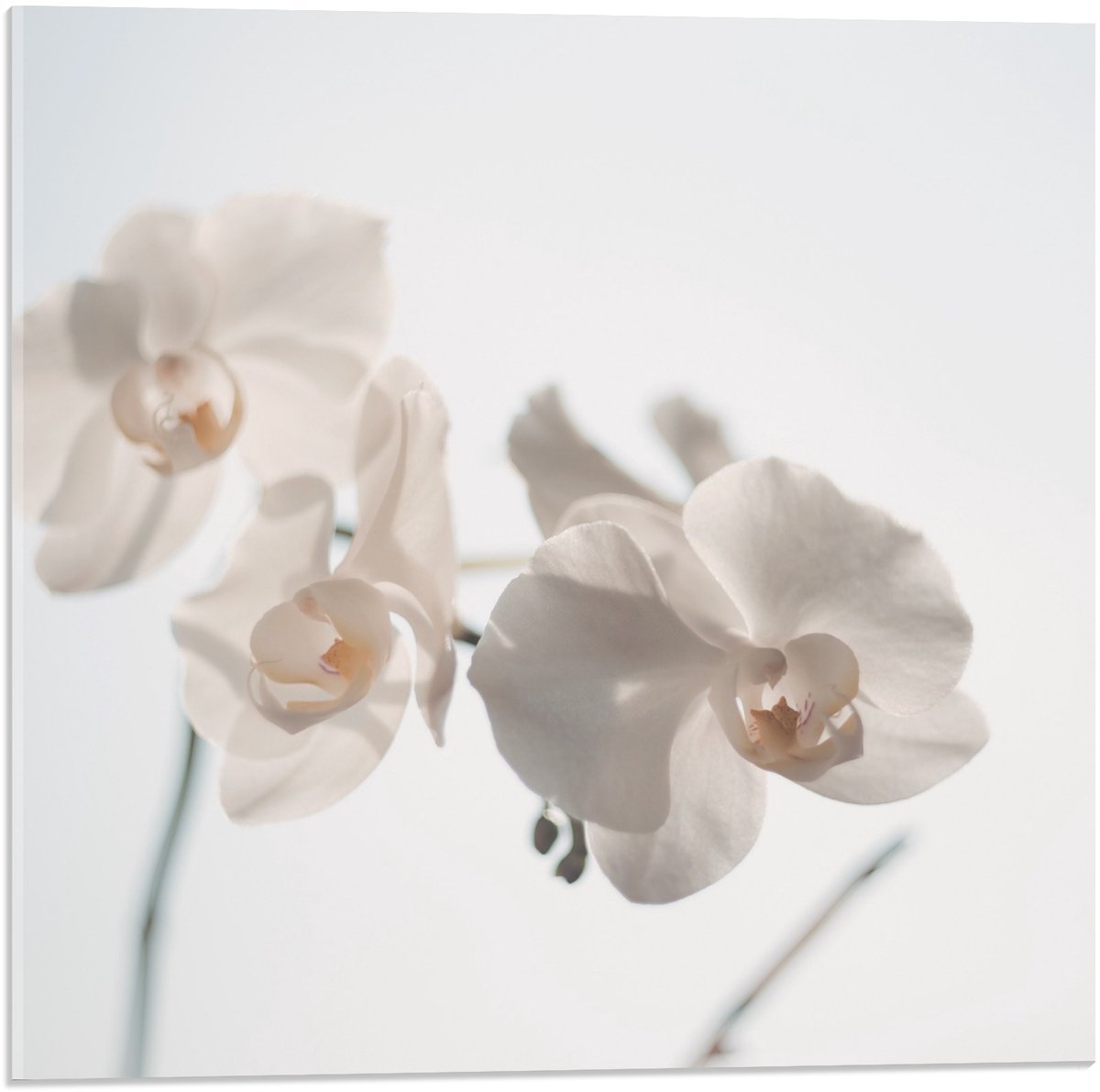 Acrylglas - Witte Bloemetjes op Witte Achtergrond - 50x50cm Foto op Acrylglas (Met Ophangsysteem)
