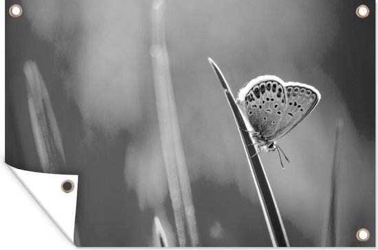 Tuinposter - Tuindoek - Tuinposters buiten - Vlinder op grasspriet - zwart wit - 120x80 cm - Tuin