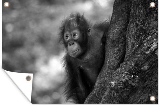 Muurdecoratie Baby orang oetan - zwart wit - 180x120 cm - Tuinposter - Tuindoek - Buitenposter