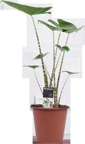 Decorum Alocasia Zebrina Kamerplant - 70cm