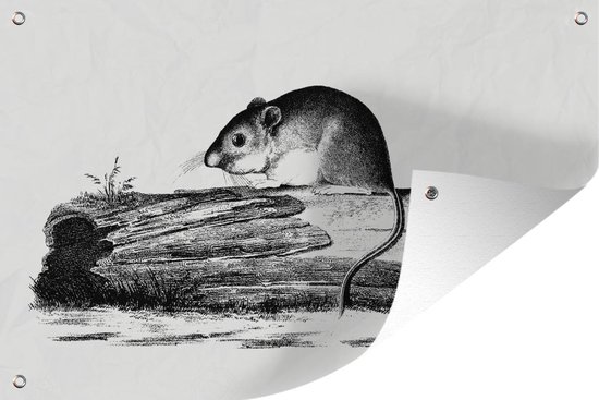 Posters de jardin extérieur Rétro - Souris - Animaux - 90x60 cm - Toile de jardin - Affiche extérieure