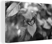 Canvas schilderij 140x90 cm - Wanddecoratie Vlinder op bloem - zwart wit - Muurdecoratie woonkamer - Slaapkamer decoratie - Kamer accessoires - Schilderijen