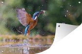 Tuinposter - Tuindoek - Tuinposters buiten - Vis - IJsvogel - Vleugels - 120x80 cm - Tuin