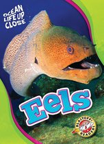 Ocean Life Up Close - Eels