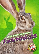 North American Animals - Jackrabbits