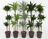 Kamerplanten van Botanicly – 5 × verschillende drakenbomen – Hoogte: 150 cm – Dracaena deremensis mix