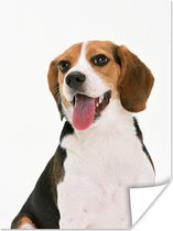 Beagle met zijn tong uit de mond Poster 60x80 cm - Foto print op Poster (wanddecoratie woonkamer / slaapkamer) / Huisdieren Poster
