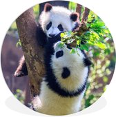 WallCircle - Wandcirkel ⌀ 150 - Panda's - Boom - Natuur - Ronde schilderijen woonkamer - Wandbord rond - Muurdecoratie cirkel - Kamer decoratie binnen - Wanddecoratie muurcirkel - Woonaccessoires