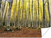 Gele bladeren in het bos in de herfst Poster 80x60 cm - Foto print op Poster (wanddecoratie woonkamer / slaapkamer) / Bomen Poster