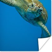 Poster Fotoprint oogcontact met schildpad - 100x100 cm XXL