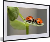 Fotolijst incl. Poster - Twee lieveheersbeestjes op blad - 60x40 cm - Posterlijst