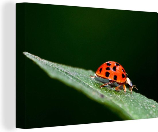 Macrofoto van een liebeheersbeestje Canvas 30x20 cm - Foto print op Canvas schilderij (Wanddecoratie)