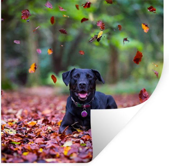 Muurstickers - Sticker Folie - Zwarte Labrador Retriever die tussen mooie herfstbladeren ligt - 80x80 cm - Plakfolie - Muurstickers Kinderkamer - Zelfklevend Behang - Zelfklevend behangpapier - Stickerfolie