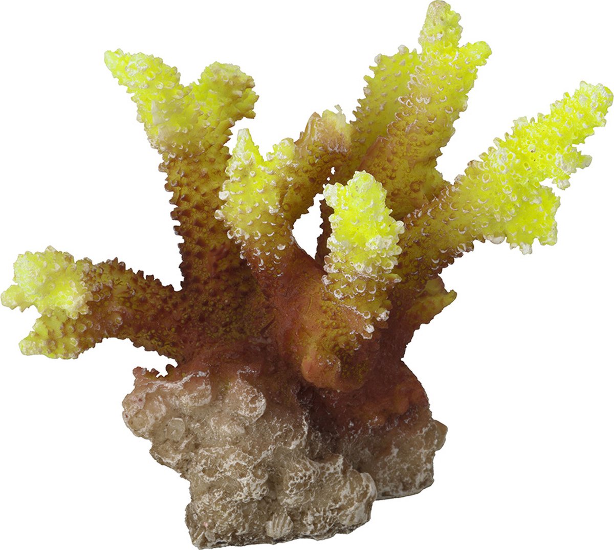 Aqua D'ella Koraal acropora geel
