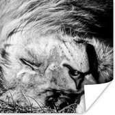 Rustende leeuw poster papier 100x100 cm - Foto print op Poster (wanddecoratie woonkamer / slaapkamer) / Wilde dieren Poster