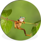 Wall Circle - Wall Circle - Grenouille - Branche - Vert - Aluminium - ⌀ 60 cm - Intérieur et Extérieur