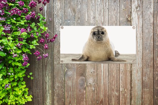 Affiche de jardin Phoque - Animaux - Enfant - Garçons - Filles - Enfants - 60x30 cm - Toile jardin - Affiche extérieure