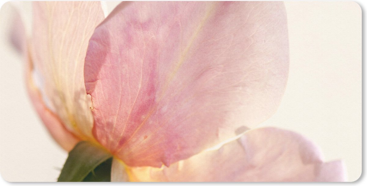 Bureaumat - Een nog jonge en gevoelige roze roos met witte achtergrond - 80x40 - Muismat
