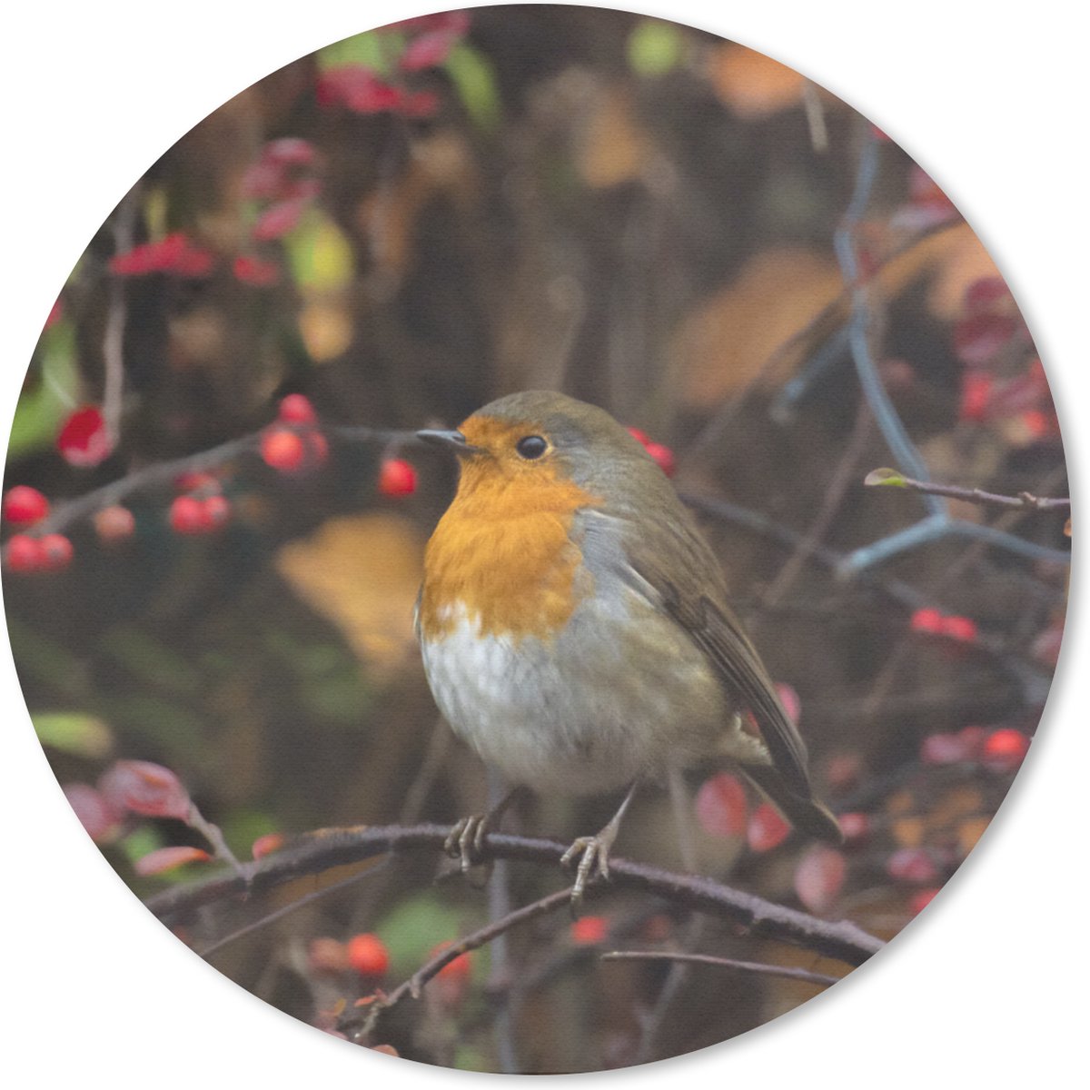Muismat rond 40x40 cm - Mousepad Takken - Roodborstje - Natuur - Ronde muismatten