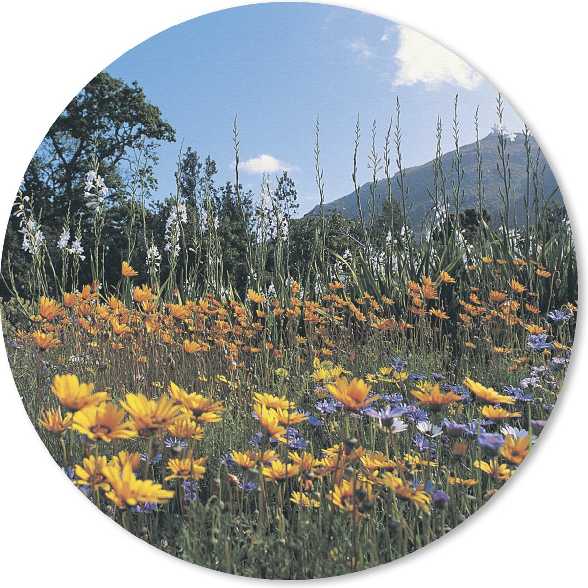 Muismat rond 20x20 cm - Mousepad Bloemen - Natuur - Kleur - Ronde muismatten