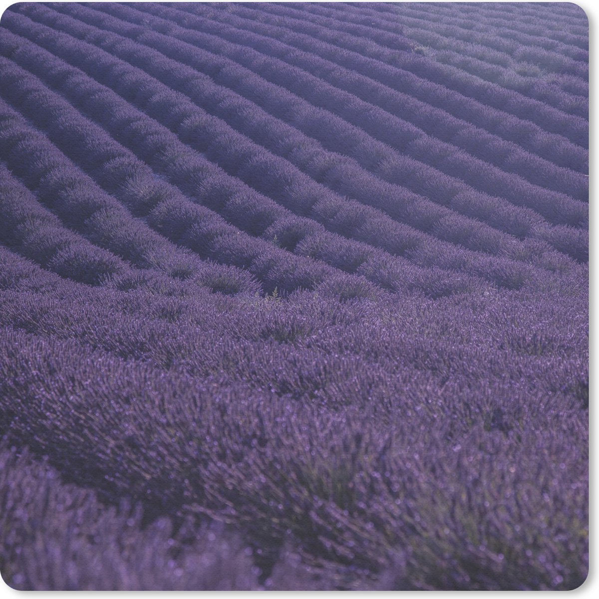 Muismat 30x30 cm - Mousepad Bloeiende lavendelveld op golvende heuvels - Muismatten